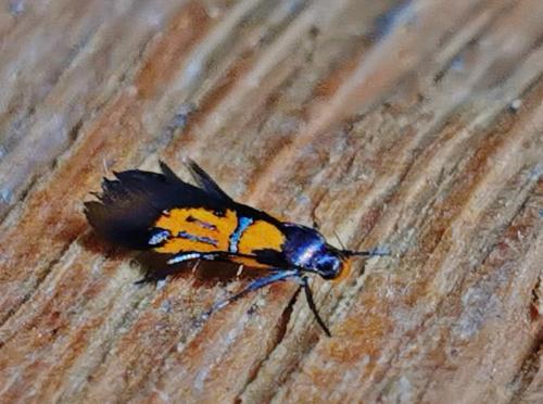 Schiffermuelleria schaefferella